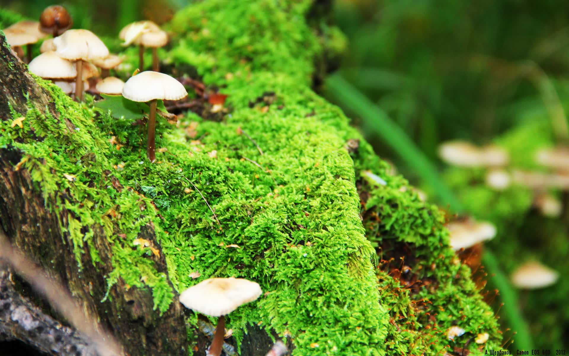 世界保龄球高校联赛季中赛事数据分析报告出炉，保龄球世界纪录分数